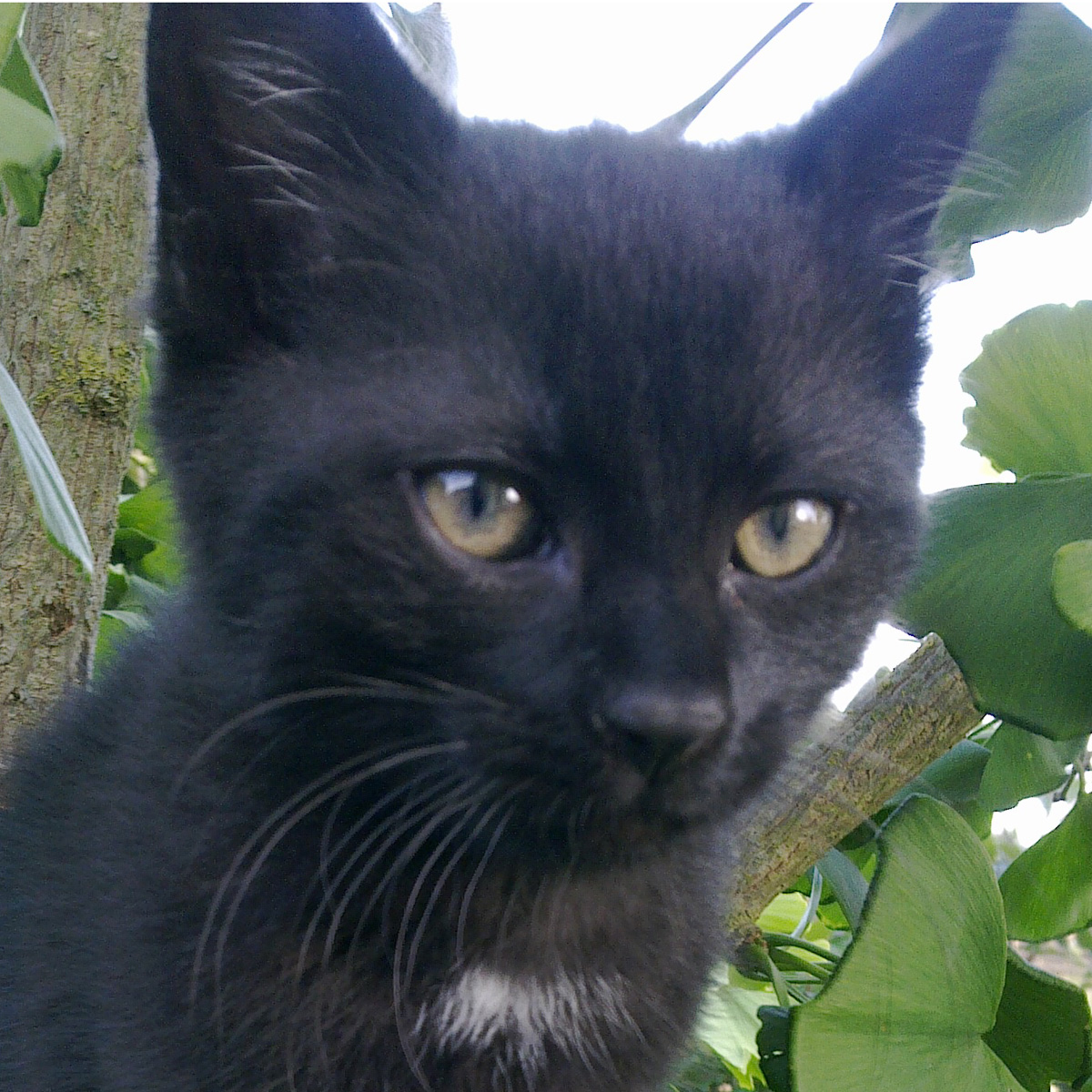 Bagira - schwarz, kleiner, weißer Fleck am Hals