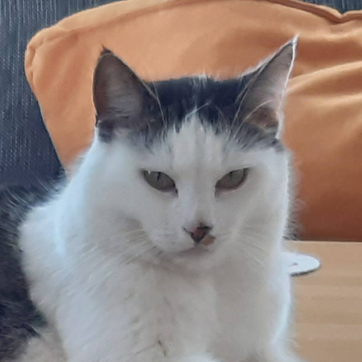 Luna - weiß-schwarz und immer einen 'Dreckfleck' an der Nase