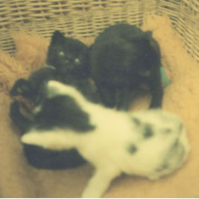 Bärli - schwarz-weiß, Mohrle - schwarz und noch 3 andere