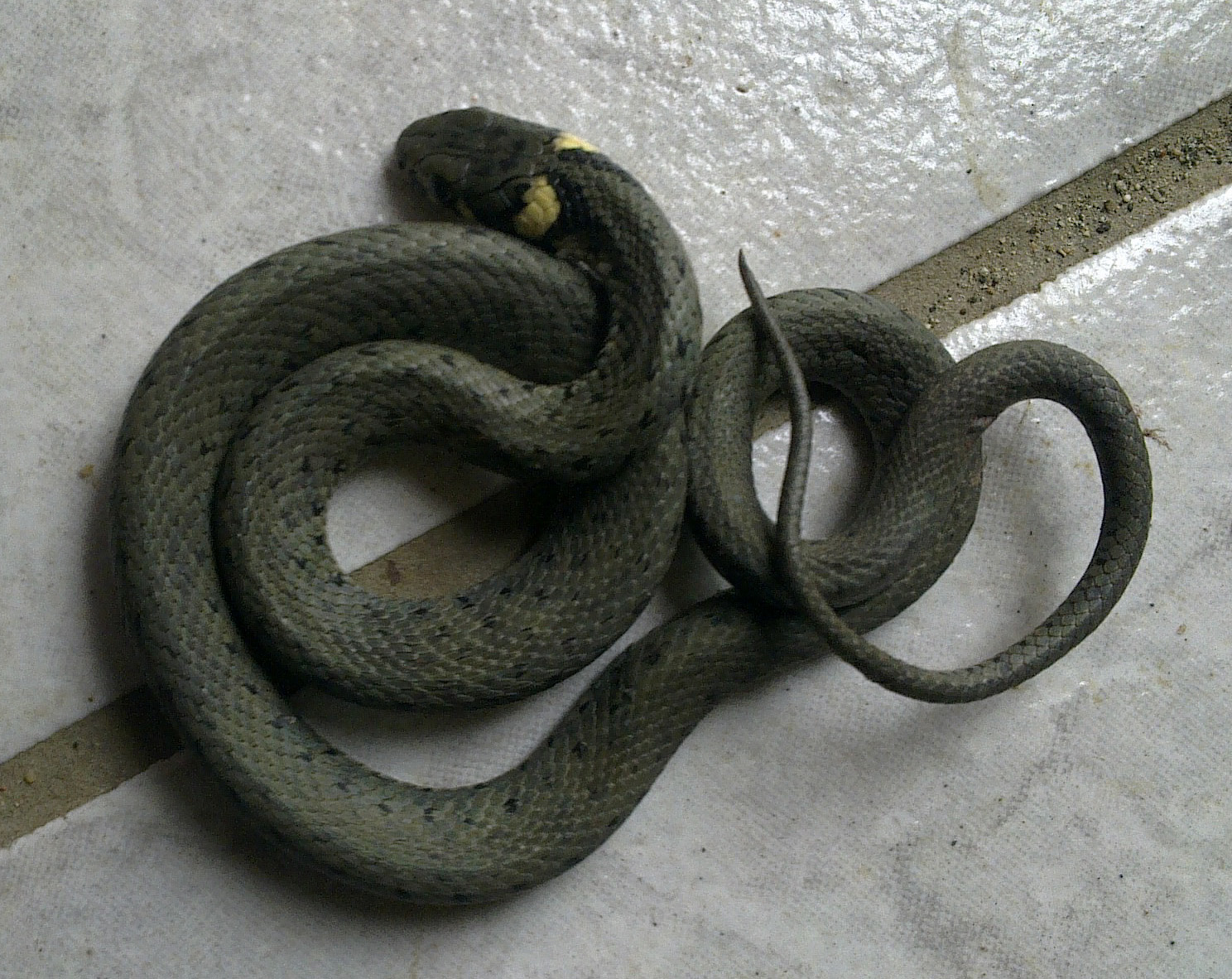 Ringelnatter, entdeckt im April 2014