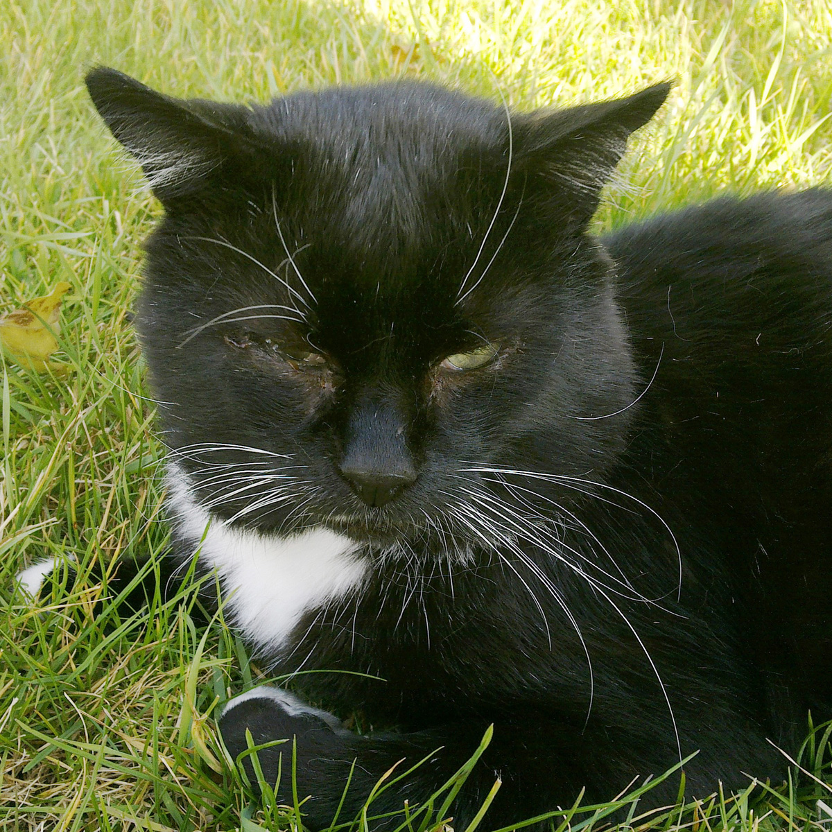 Portät von Sammy - schwarz mit weißem Fleck am Hals, weiße Füße