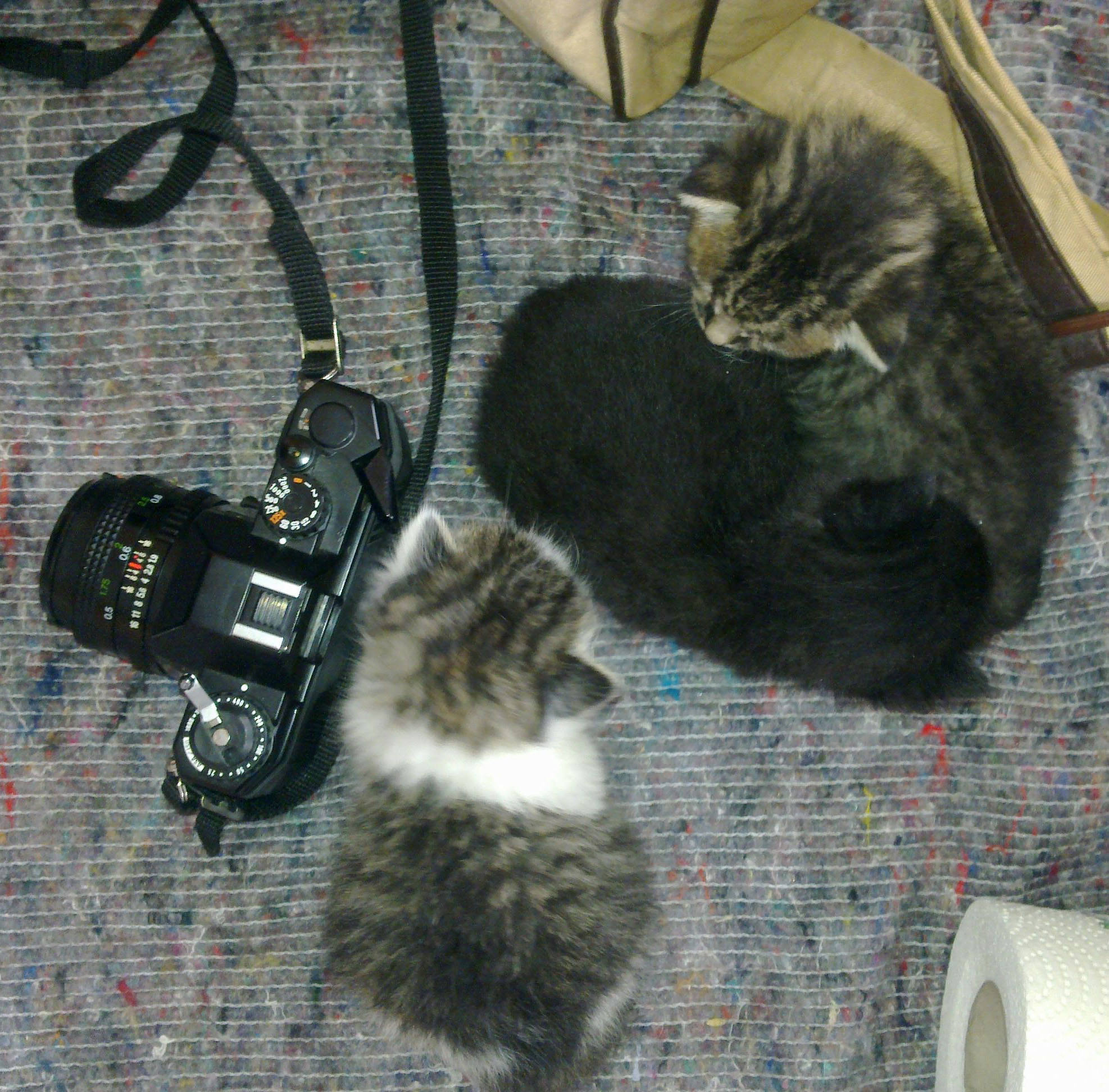 Katzenbabies im Größenvergleich zum Fotoapparat