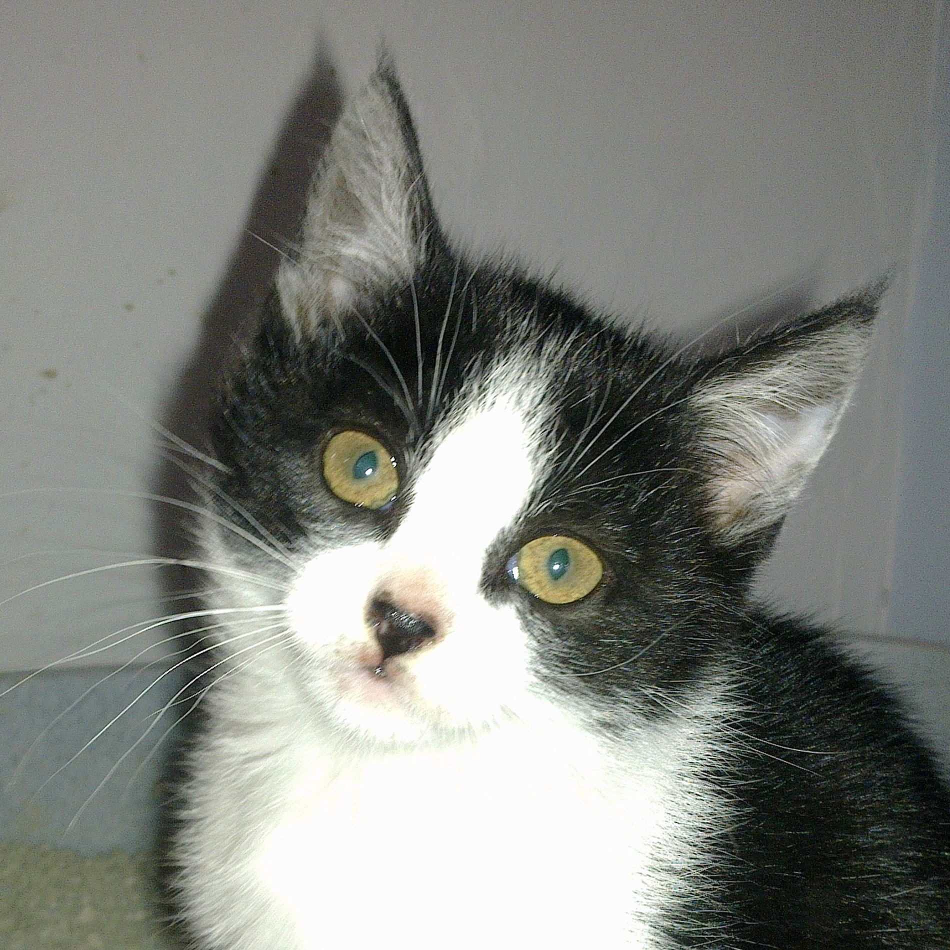 Porträt von Tapsy - schwarz-weiß