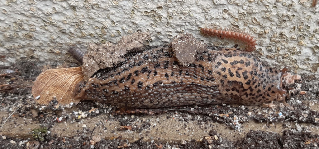 Tigerschnecke, gesichtet am 11.05.2021 in unserem Garten