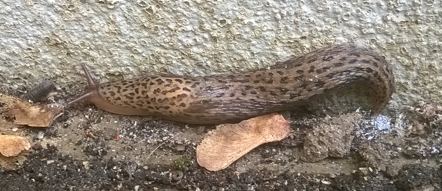 Tigerschnecke, gesichtet am 11.05.2021 in unserem Garten