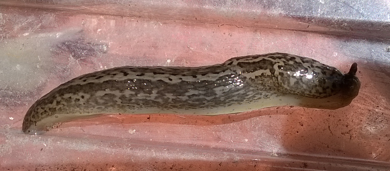 Tigerschnecke, gesichtet am 18.06.2017 in unserem Garten