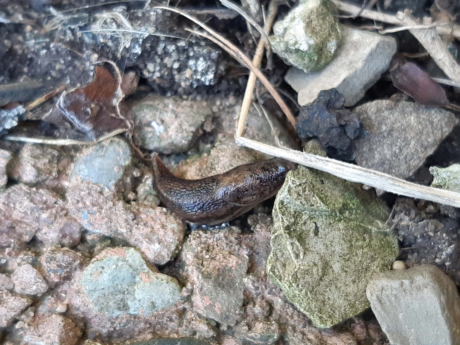 Baby-Tigerschnecke, 15.06.2021 in unserem Garten