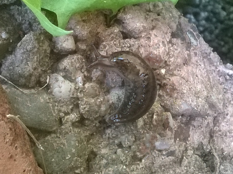 Baby-Tigerschnecke, 15.06.2021 in unserem Garten