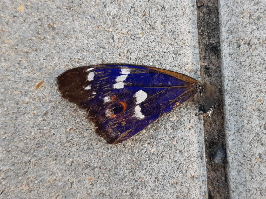 Großer Schillerfalter, Dürrfeld Juni 2021