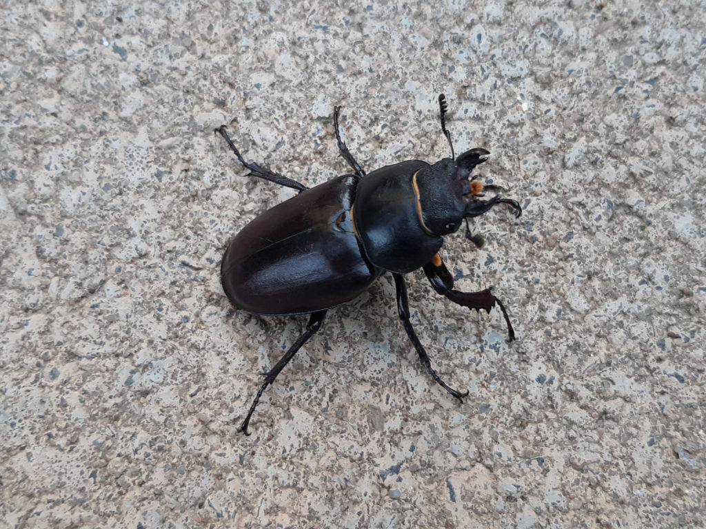 Hirschkäfer, Juni 2021