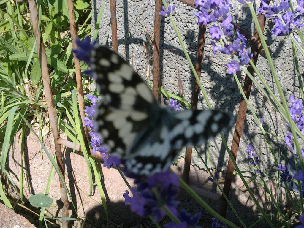 weiß-schwarzer Schmetterling, Dürrfeld, Juni 2014