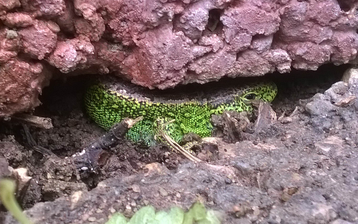 Zauneidechse zwischen Pflanzsteinen