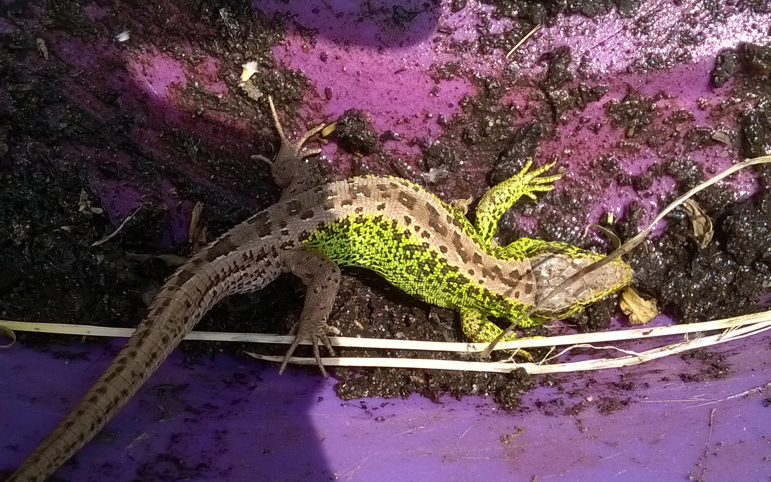 Eidechse unter Plastikwanne