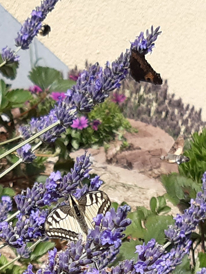 Schwalbenschwanz, Taubenschwänzchen, Tagpfauenauge und Hummel am Lavendel