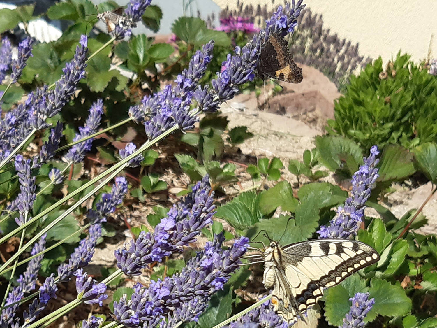 Taubenschwänzchen, Tagpfauenauge und Schwalbenschwanz auf einem Bild