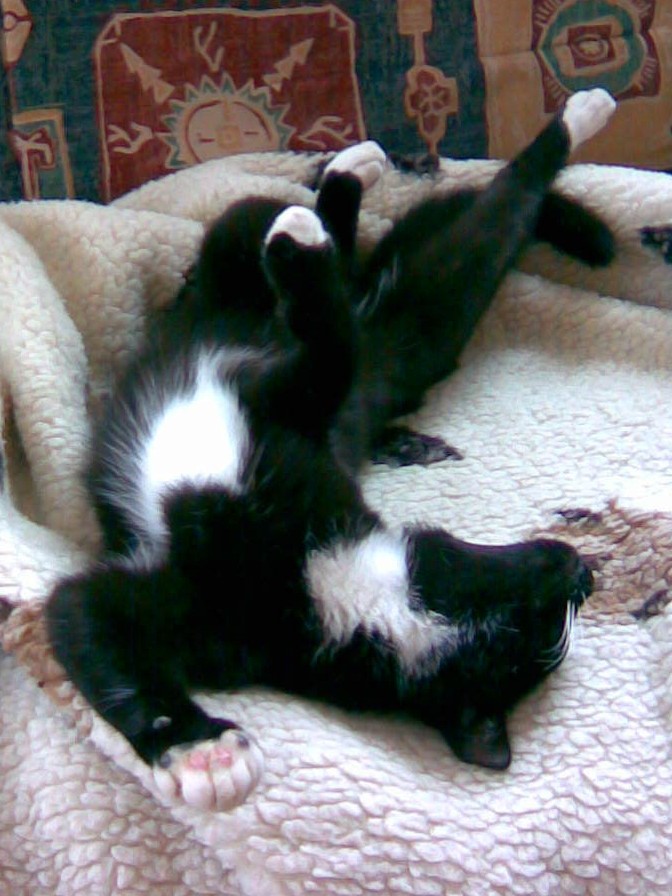 Sammy auf der Couch