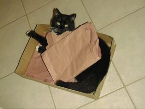 Sammy im Karton