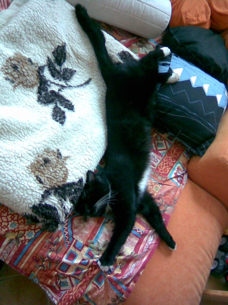 Sammy auf der Couch