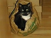 Sammy in der Tüte