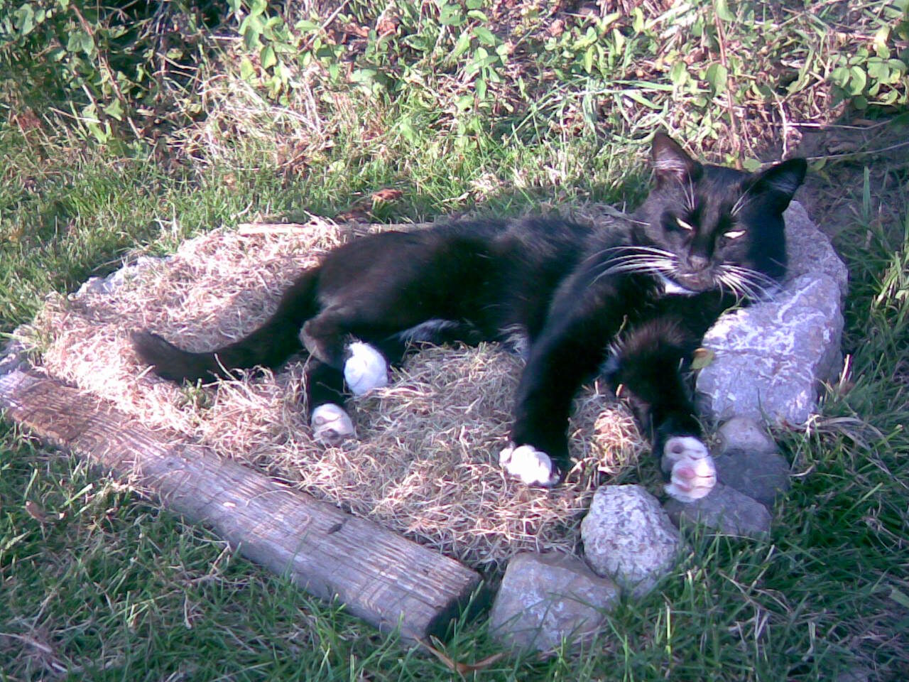 Sammy im Wiesenbett
