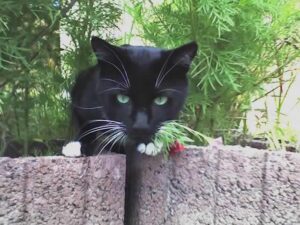 Sammy, der tasmanische Teufel