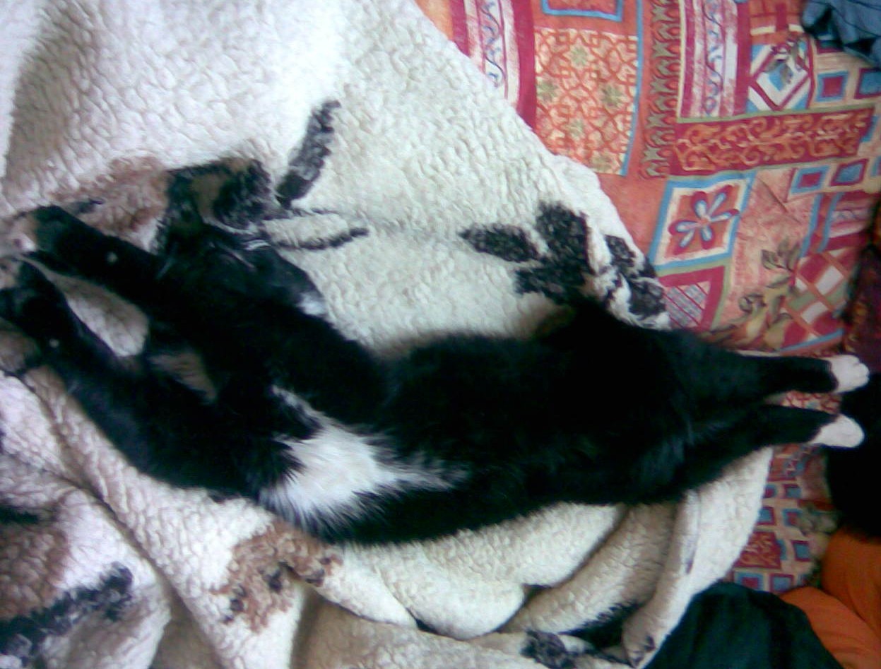 Sammy auf einer Decke