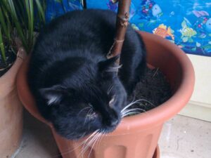 Sammy im Blumentopf