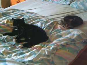 Sammy und Feechen auf dem Bett