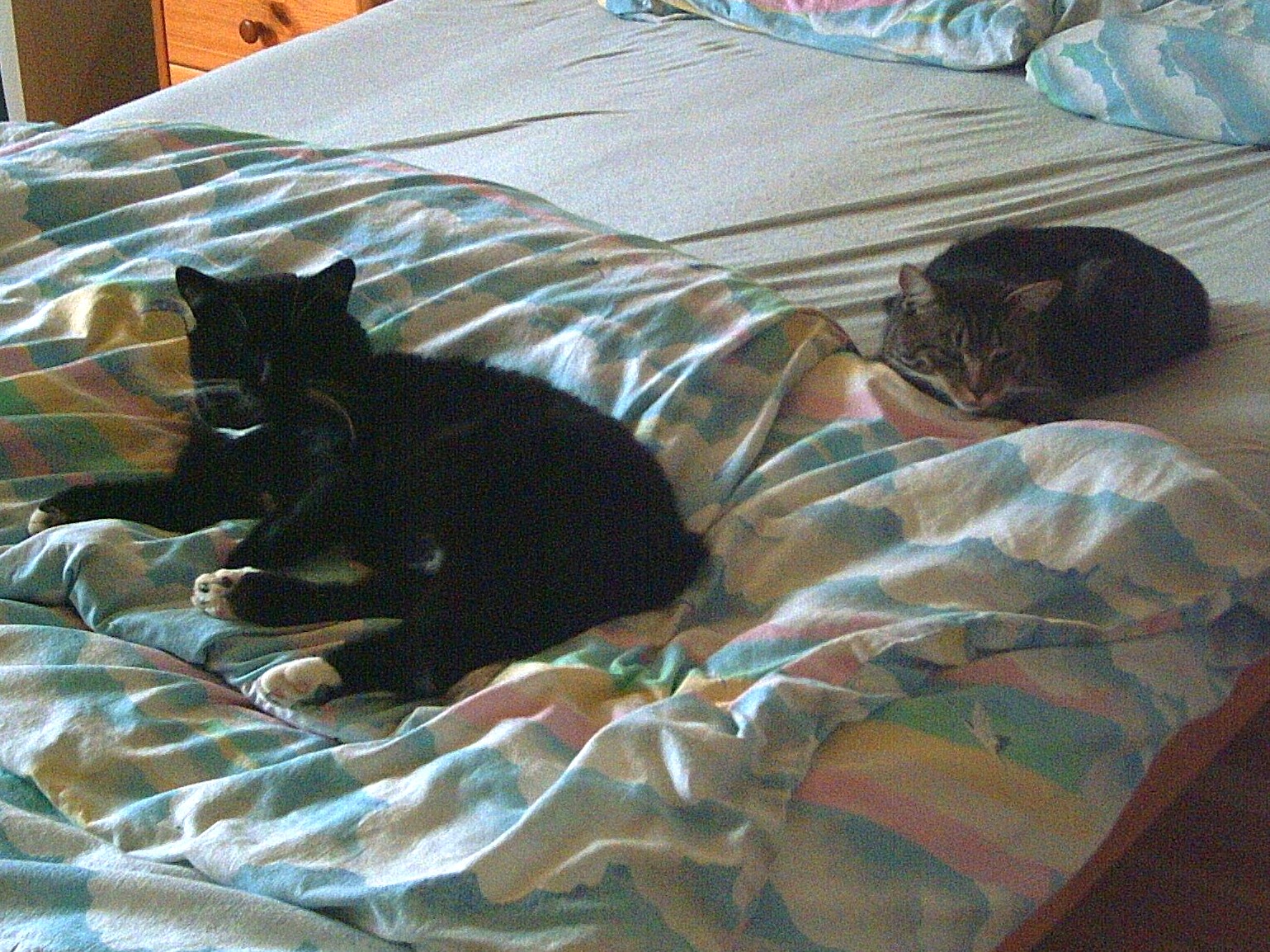 Sammy und Feechen auf dem Bett