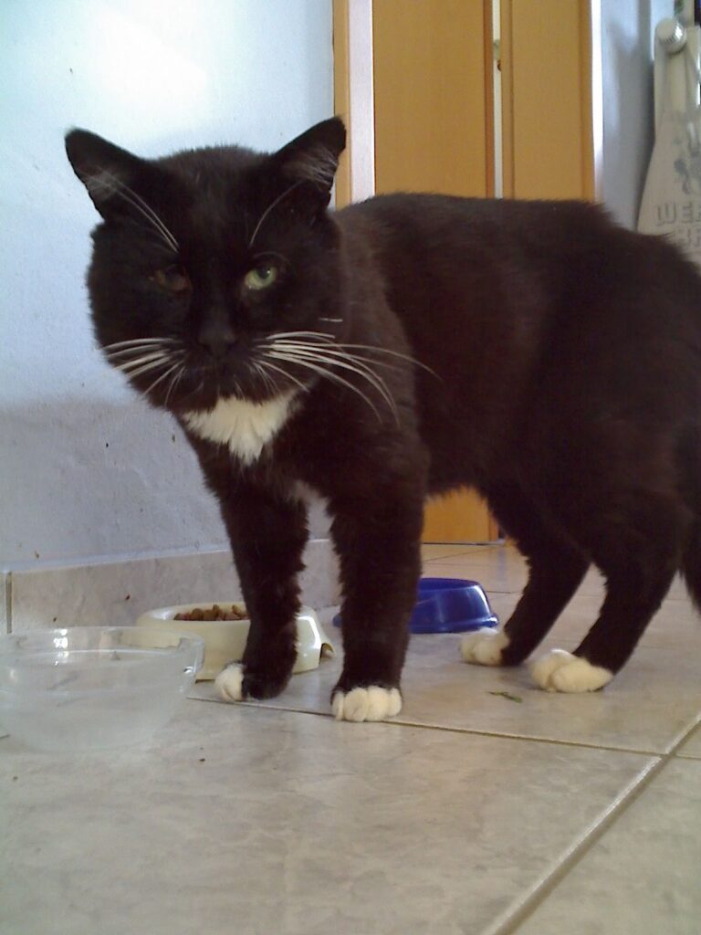 Sammy, ein stattlicher Kater