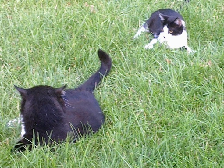 Tapsy und Sammy auf der Wiese