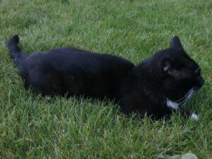 Sammy liegt auf der Wiese