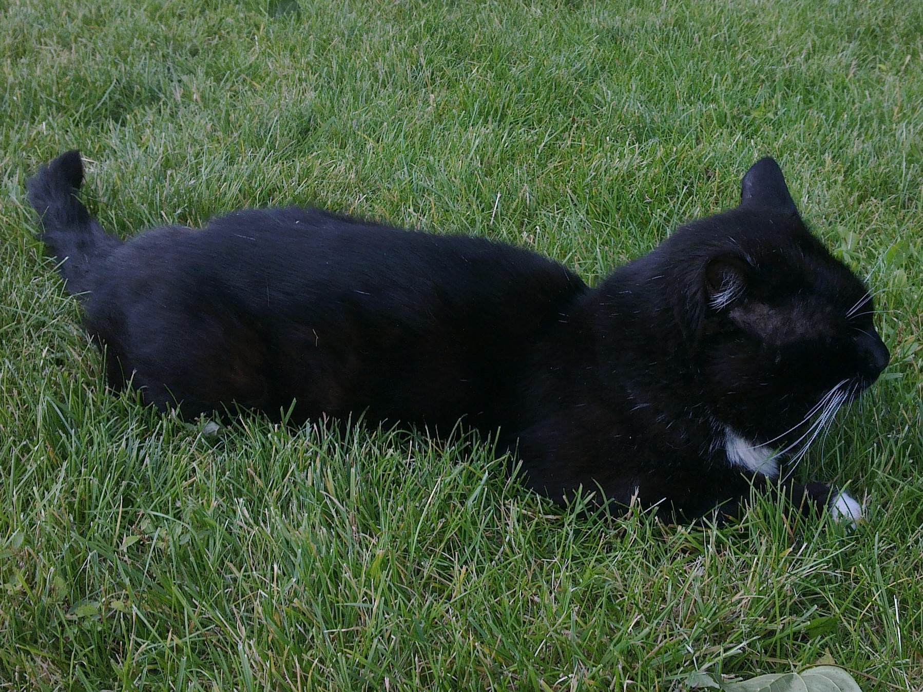 Sammy liegt auf der Wiese