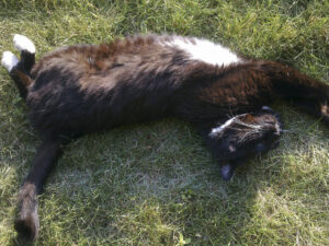 Sammy schläft auf der Wiese