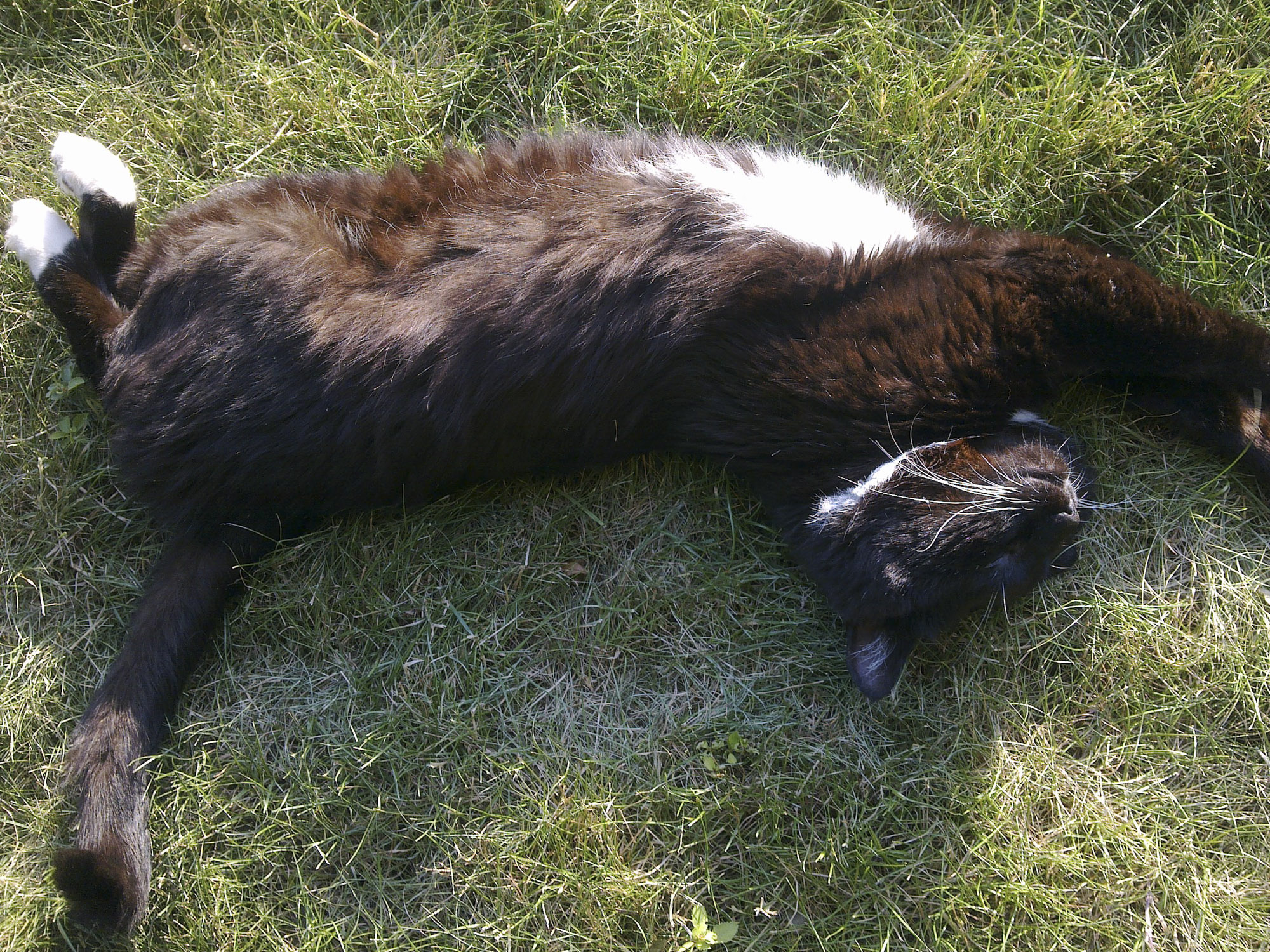 Sammy schläft auf der Wiese