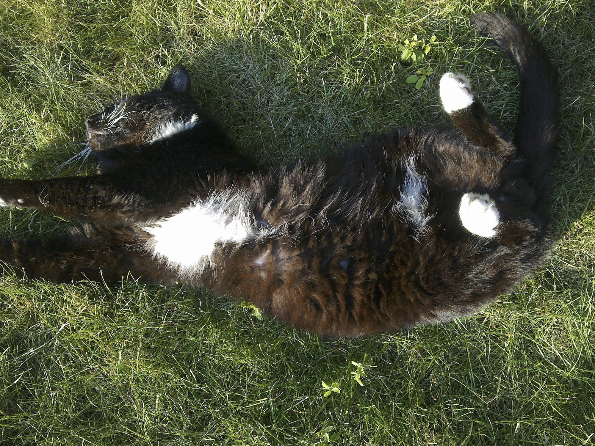 Sammy schläft auf der Wiese