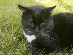 Sammy auf der Wiese