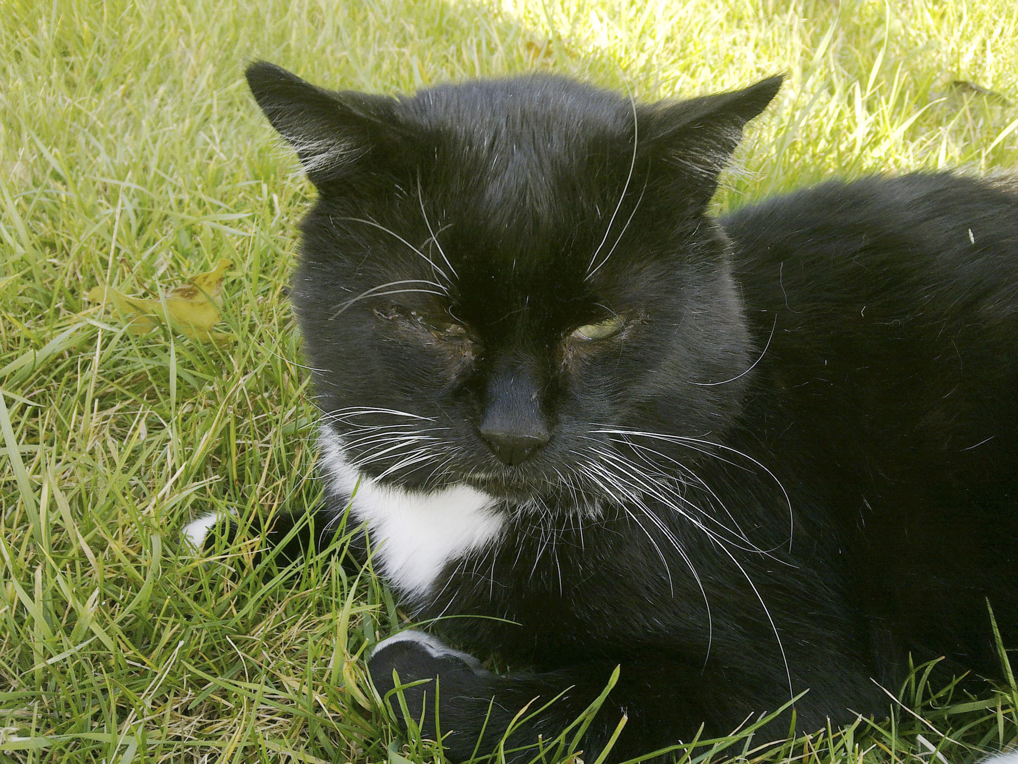 Sammy auf der Wiese
