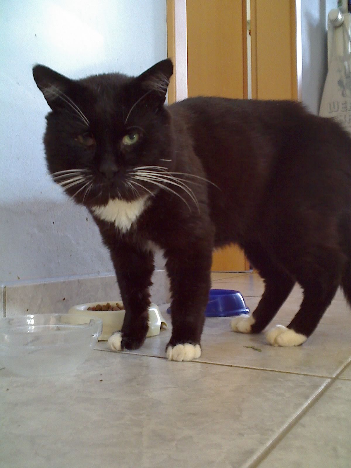 Sammy, ein stattlicher Kater