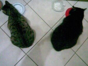 Feechen und Sammy beim Fressen