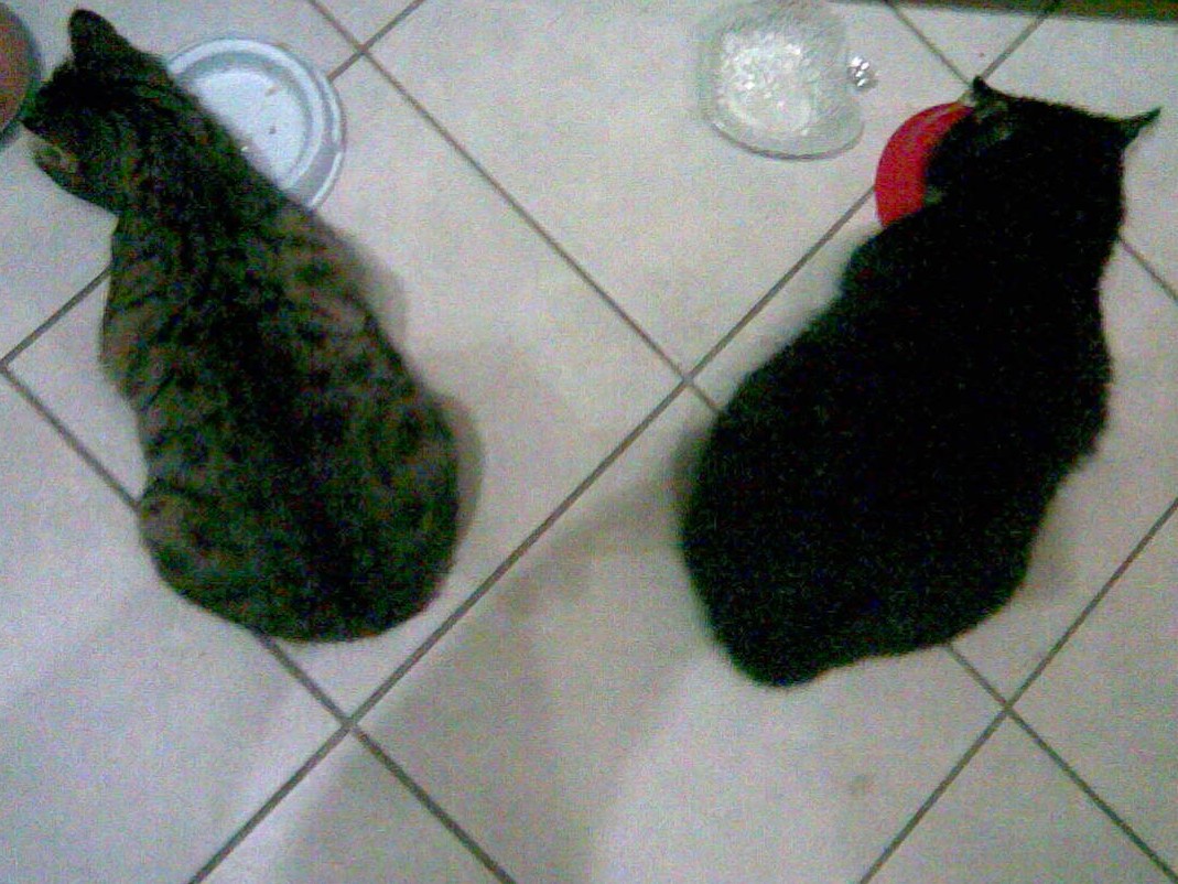 Feechen und Sammy beim Fressen