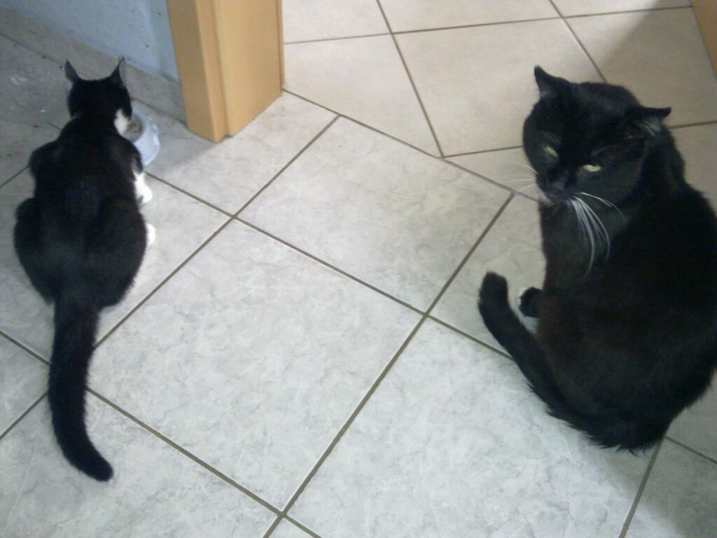 Tapsy und Sammy