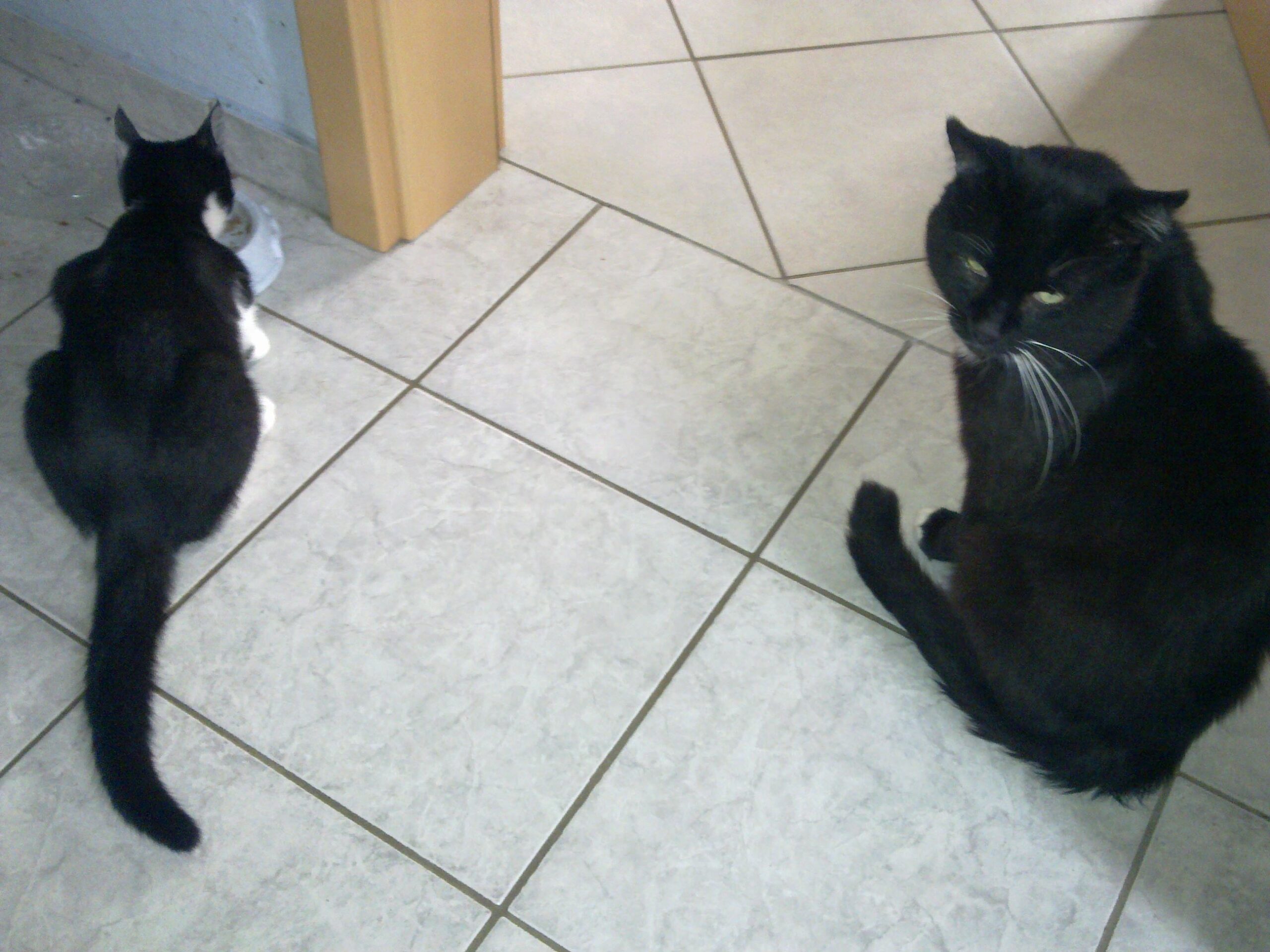 Tapsy und Sammy