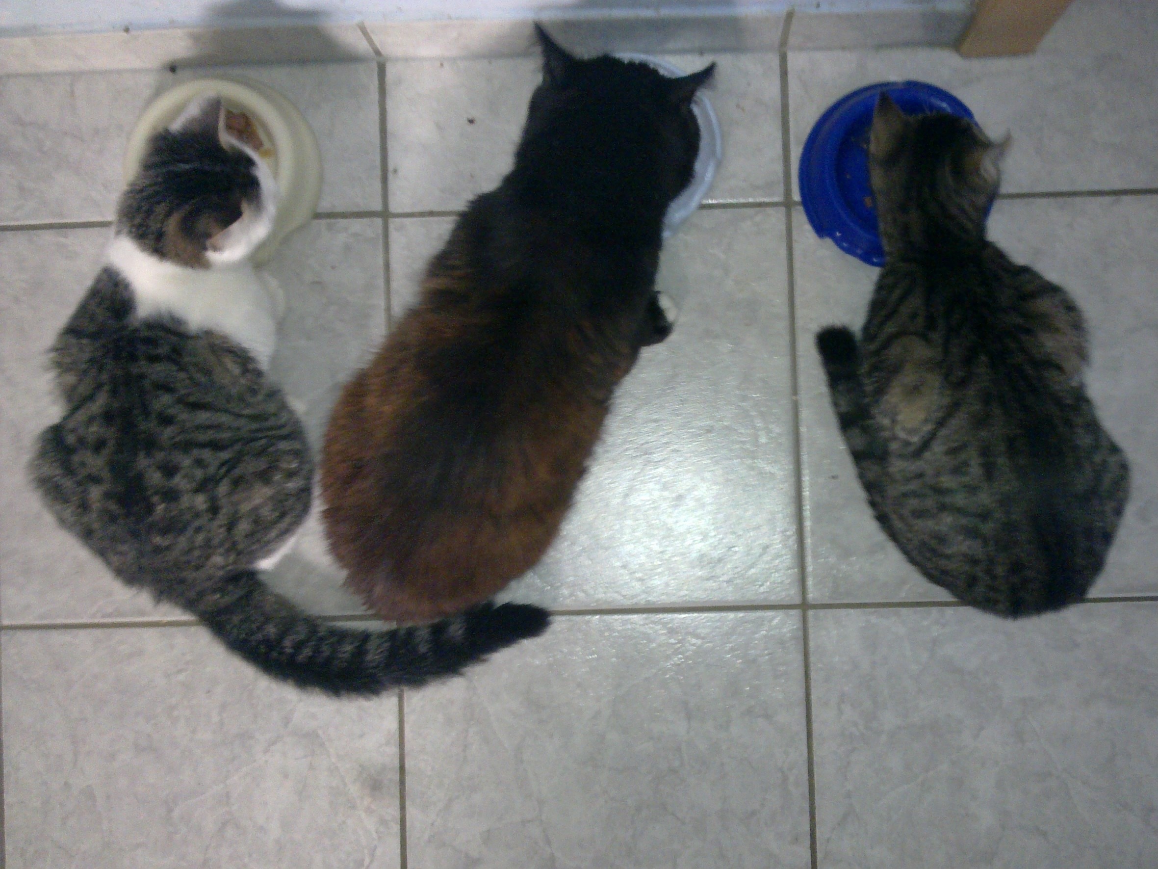 Luna, Sammy und Lucky beim Essen