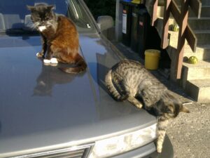 Sammy und Fee