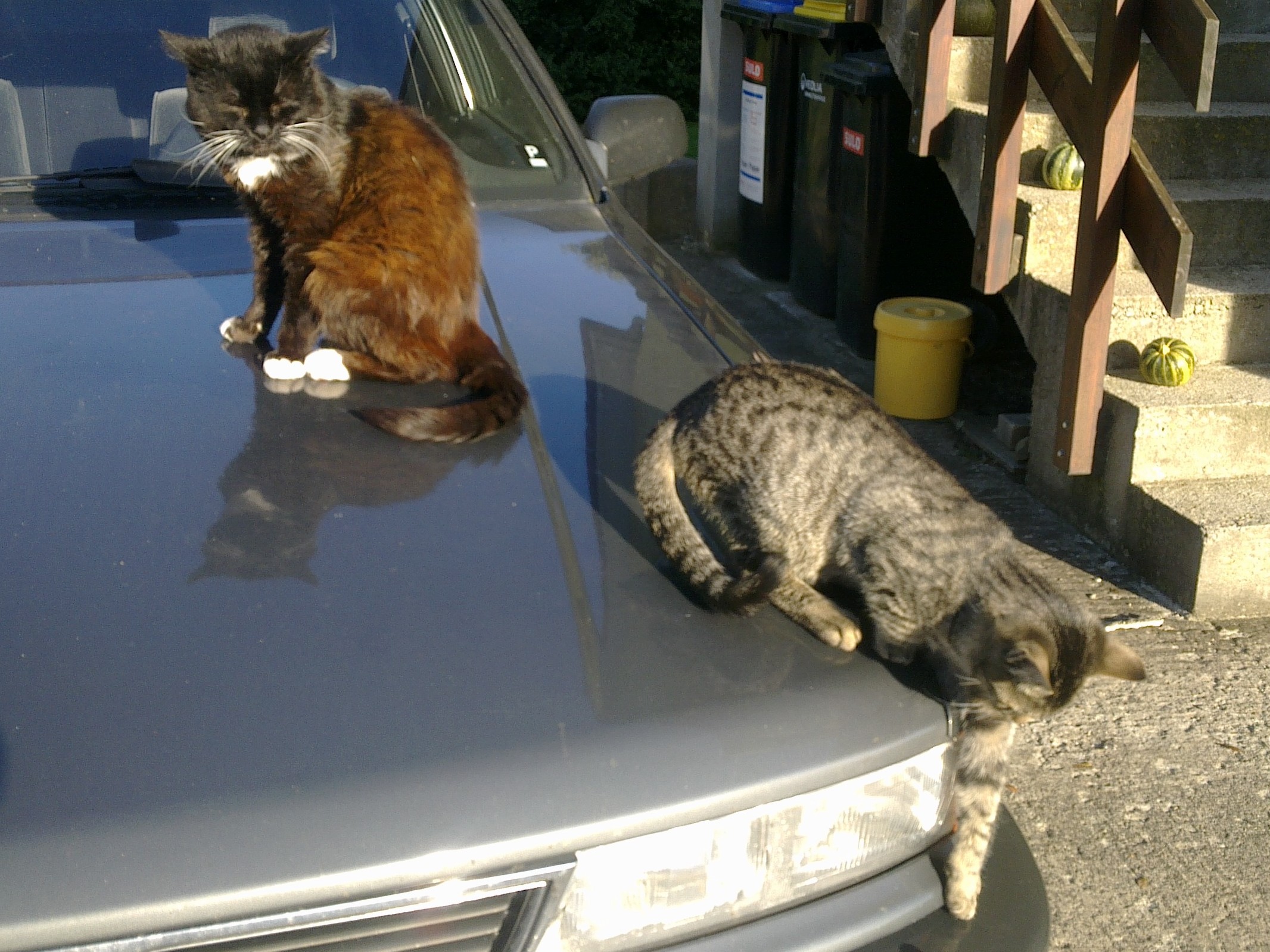 Sammy und Fee