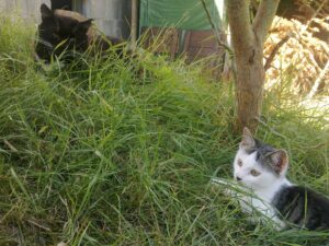 Sammy und Luna spielen