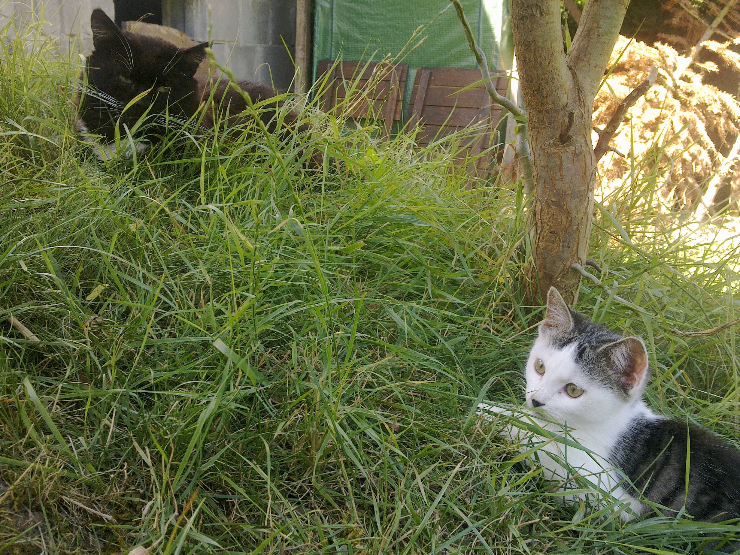 Sammy und Luna spielen
