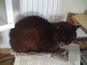 Sammy sitzt auf der Zeitung