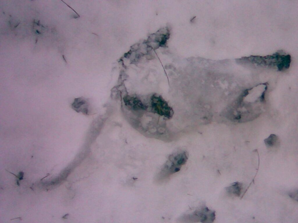 Kilos Abdruck im Schnee